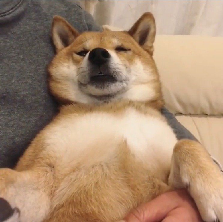 とろんとしているフクちゃん