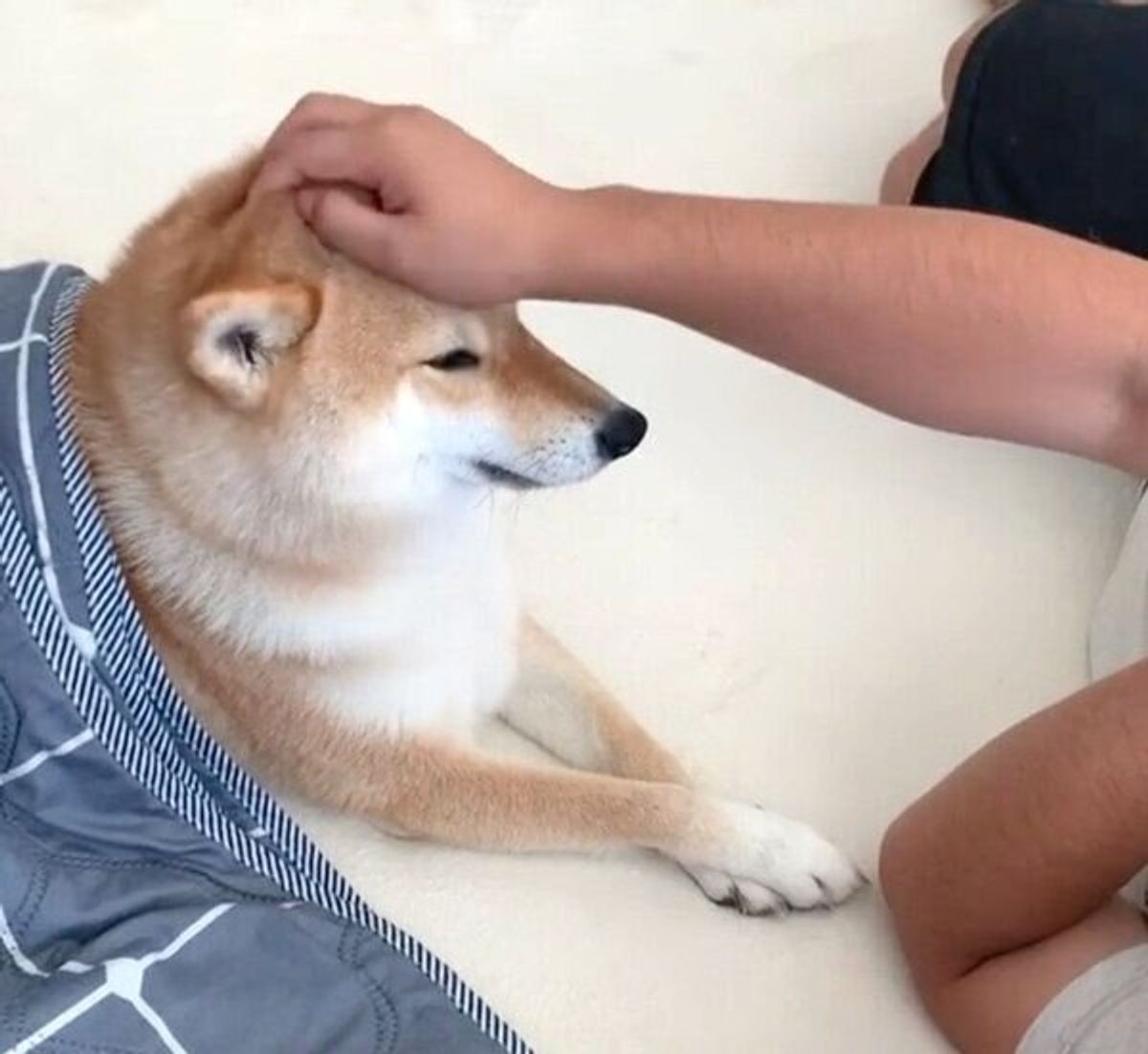 朝からこれはズルい パパさんにもっと撫でてほしい柴犬 悶絶級の可愛い行動を見せた いぬのきもちweb Magazine 朝からこれはズルい パパさんにもっと撫でてほしい柴犬 悶絶級の可愛い行動を見せた いぬのきもちweb Magazine