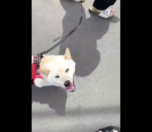 嬉しそうにお散歩するはるちゃん