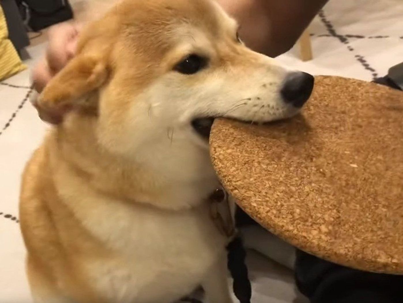 柴犬のお帰りの 歓迎品 今日は なぜそれを というレアなもの いぬのきもちweb Magazine 柴犬のお帰りの 歓迎品 今日は なぜそれを というレアなもの いぬのきもちweb Magazine