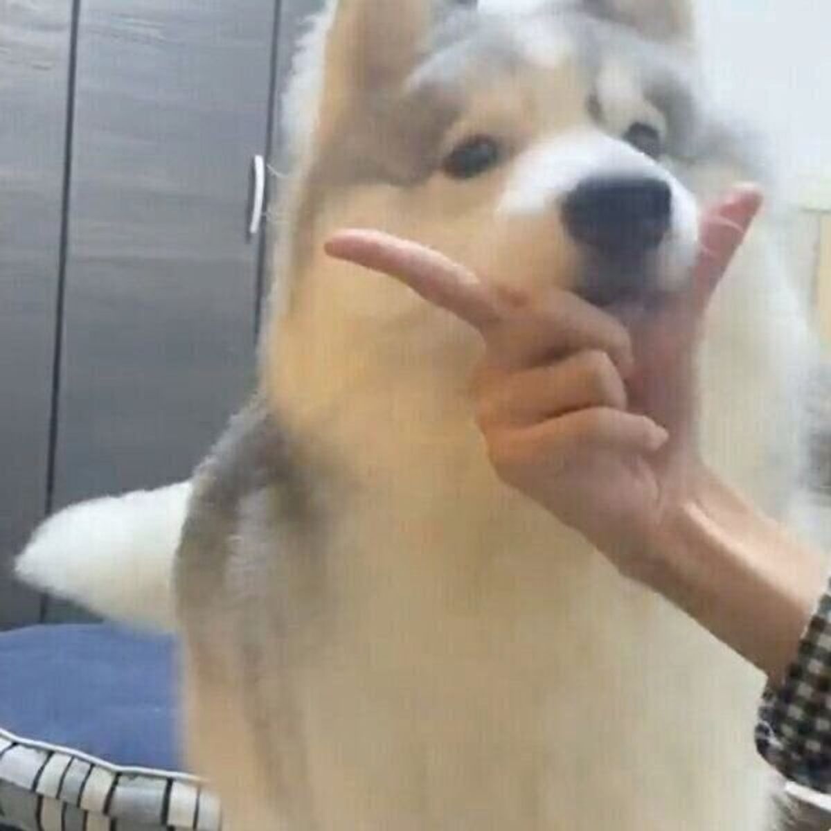 あっ 間違えた アゴ乗せチャレンジをする犬が うっかりミス 可愛い行動にほっこり いぬのきもちweb Magazine あっ 間違えた アゴ乗せチャレンジをする犬が うっかりミス 可愛い行動にほっこり いぬのきもちweb Magazine