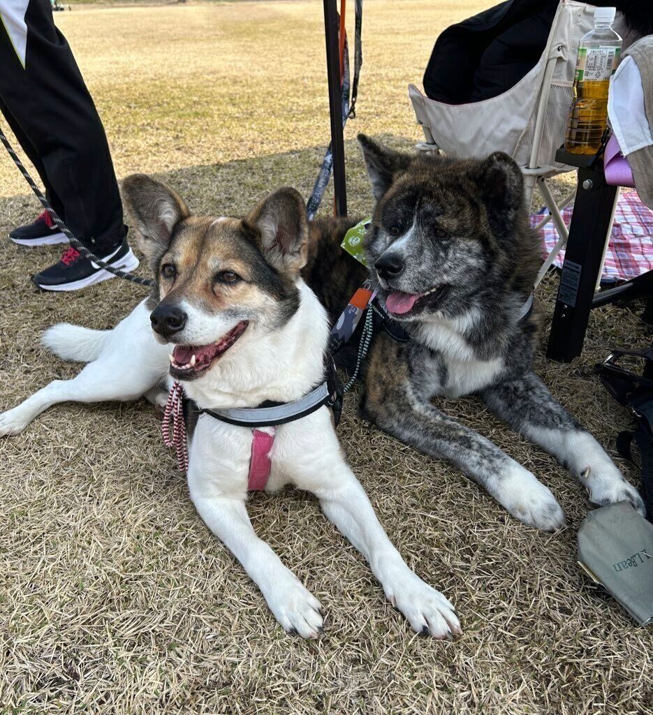 2頭で運動会に参加したときの様子　飼い主さんお気に入りの1枚
