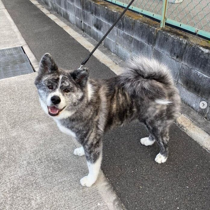 お迎えから2カ月くらい経った頃のとらくん