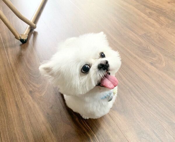 笑顔が可愛いわむうくん