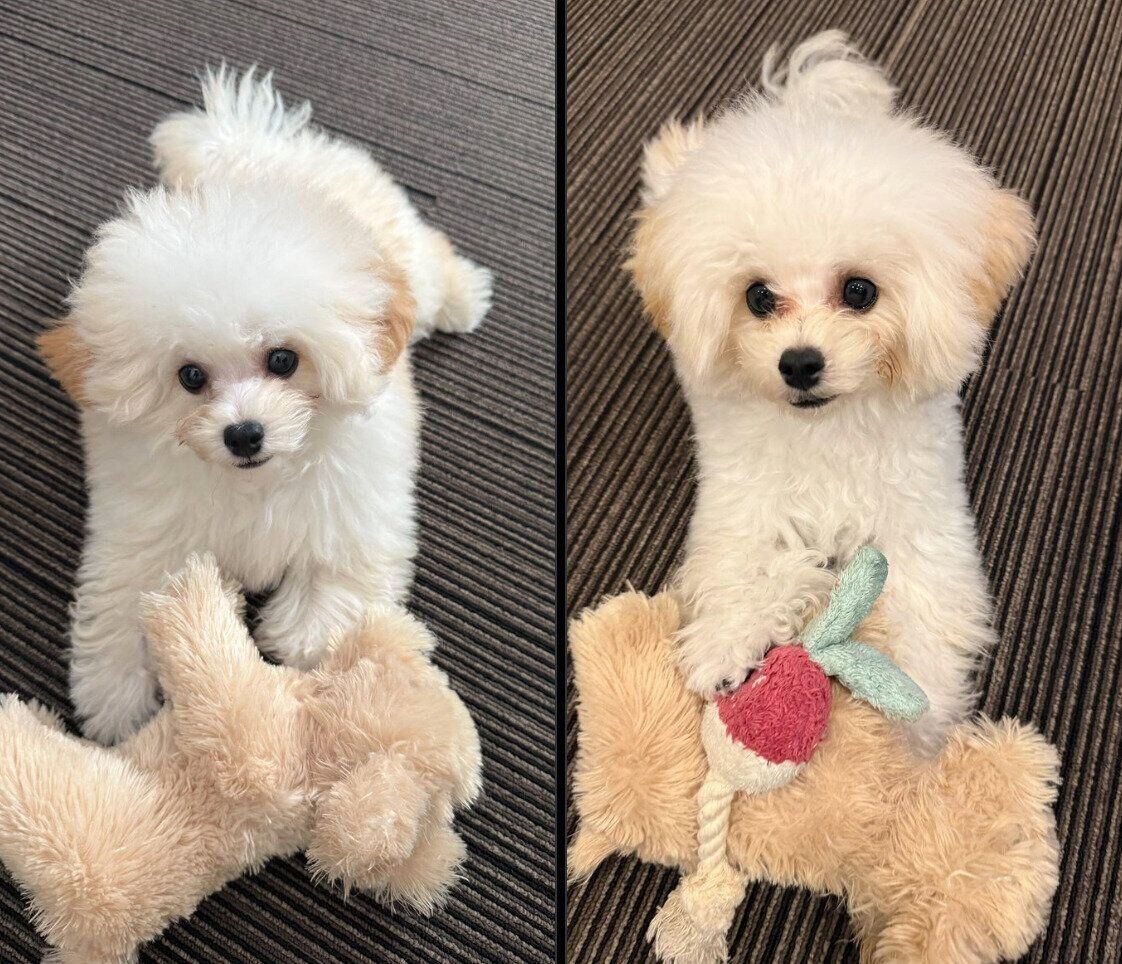 雫くんの成長ビフォーアフター写真
