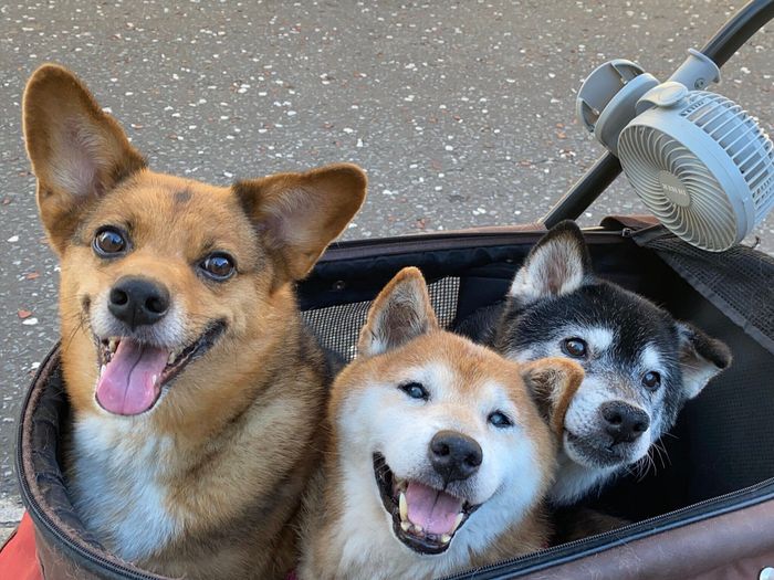 一緒におでかけする犬(写真:左)と柴犬(写真:真ん中)、柴犬(写真:右)