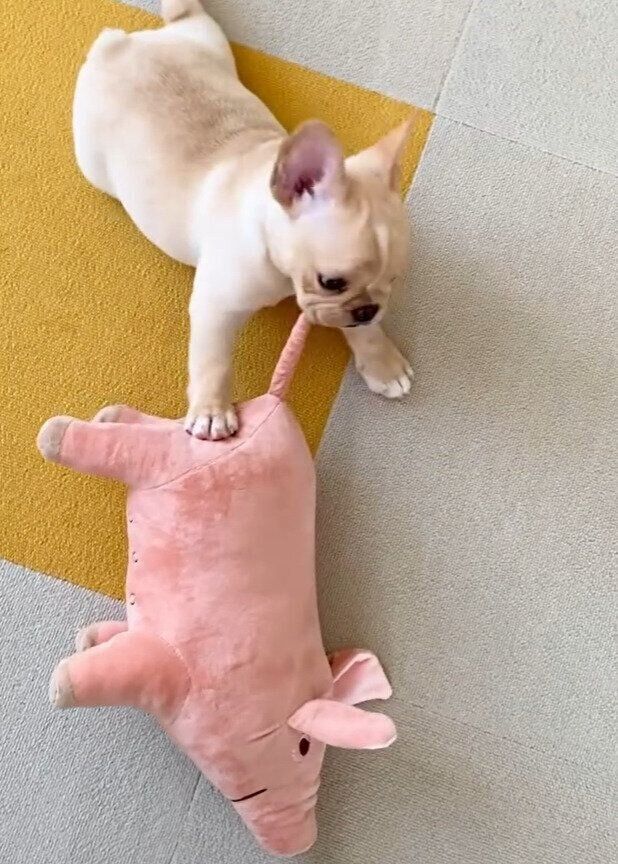 お迎えから4日目のフレンチ・ブルドッグ 生後2カ月