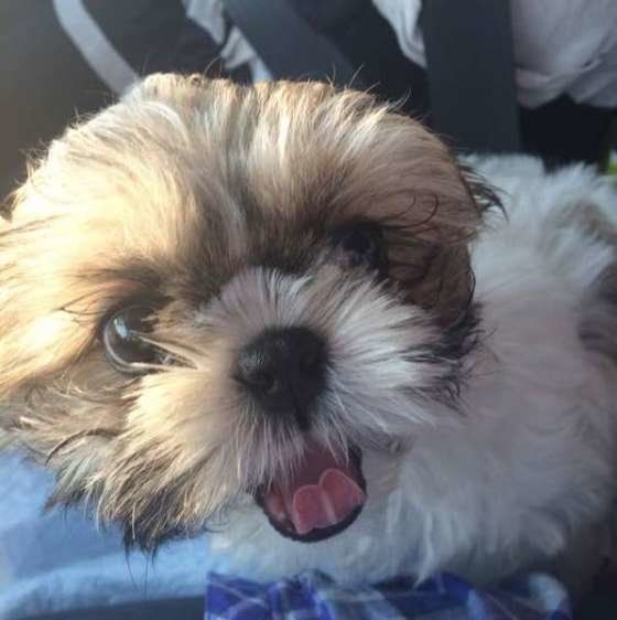 ドライブが大好きなシー・ズー