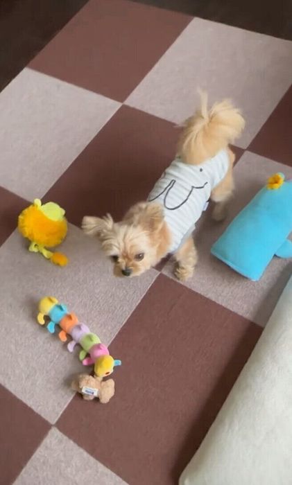おもちゃを選んでいるももちゃん