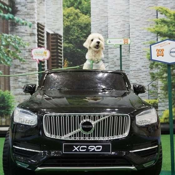 いぬのきもちフェスタで写真撮影するMIXのポットくん