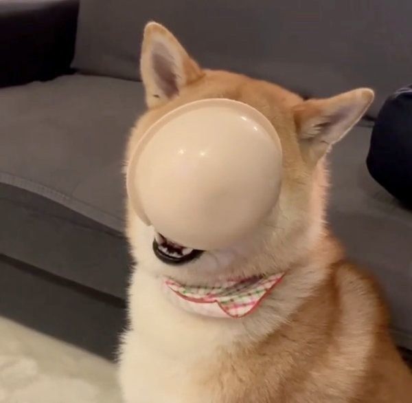 柴犬の味噌ちゃん