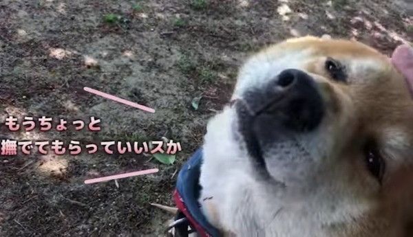 柴犬