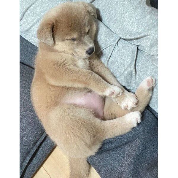 生後約2カ月頃のあさぎちゃん