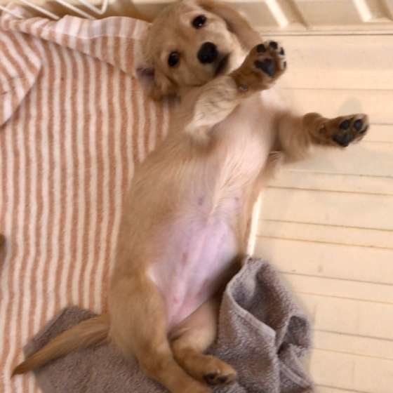 おなかを見せるミニチュア・ダックスフンド