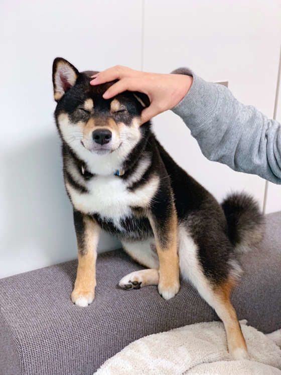 【獣医師監修】犬の定期的な健康診断とは？どの検査項目を行えばいいの？