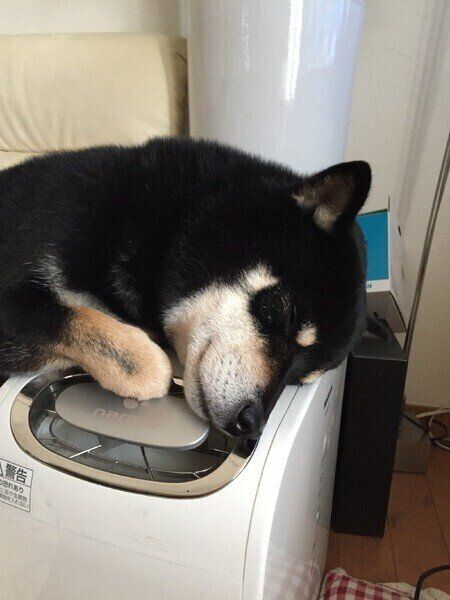 加湿器の上で寝る大地くん