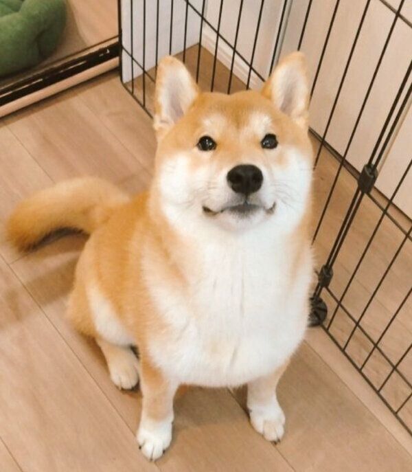 キリッとした表情をするおこげくん