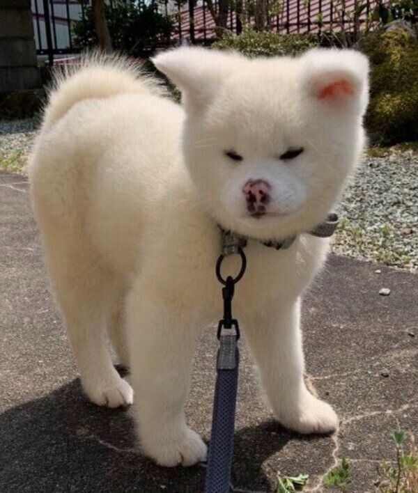 庭に出る雪ちゃん