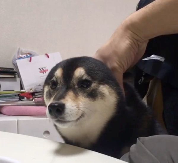 柴犬の吾子ちゃん