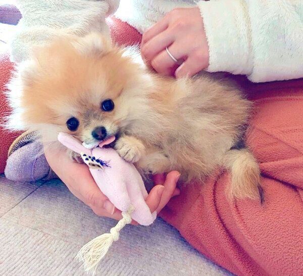 まったりするミサイルちゃん