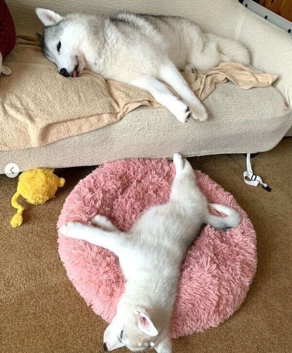 まったりするいろはちゃん、ふたばちゃん