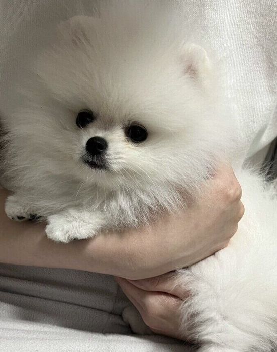 お迎えした日のおもちちゃん “あどけない”表情がかわいすぎる