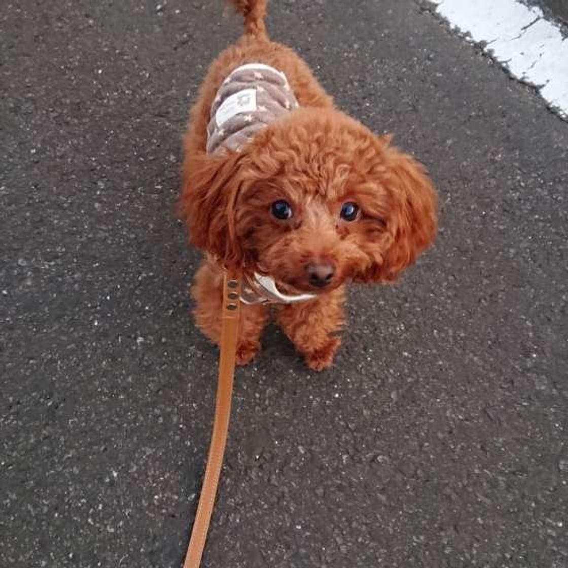 排泄後に後ろ足で地面を蹴る 犬 実は犬にもこだわりの理由があった いぬのきもちweb Magazine 排泄後に後ろ足で地面を蹴る 犬 実は犬にもこだわりの理由があった いぬのきもちweb Magazine