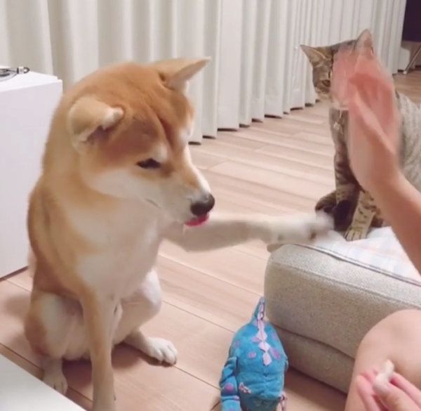 おやつがほしい柴犬