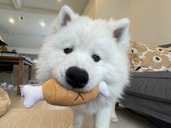 ぬいぐるみをくわえるボンドくん