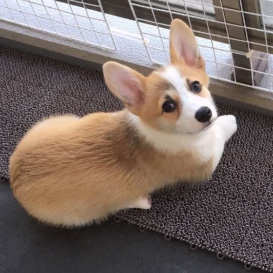 見つめるウェルシュ・コーギー・ペンブローク