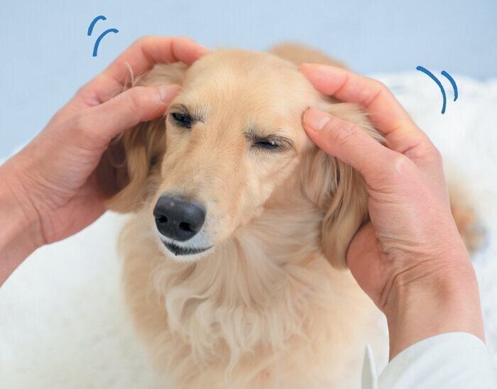 耳をマッサージされる犬