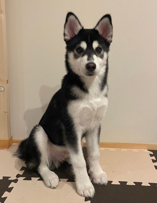 「柴犬と呼ばれた」当時生後4カ月のおとびくん