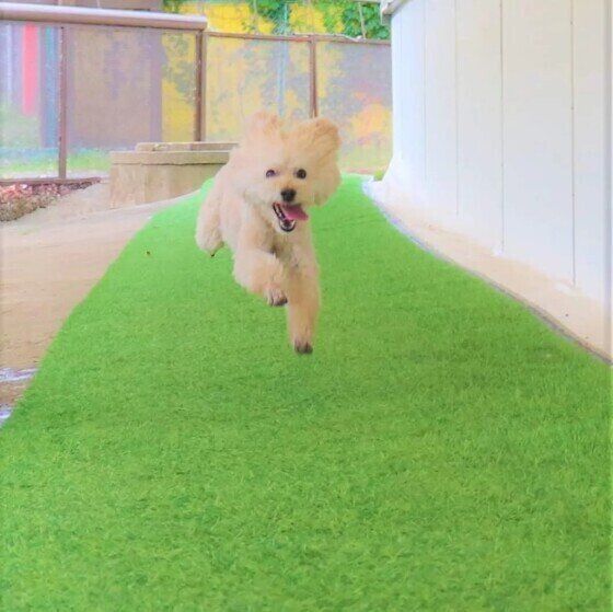 走るシエルくん（トイ・プードル）