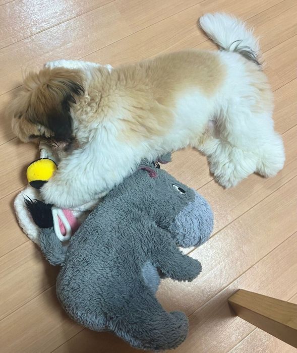 上手にひとり遊びをするちょん吉くん