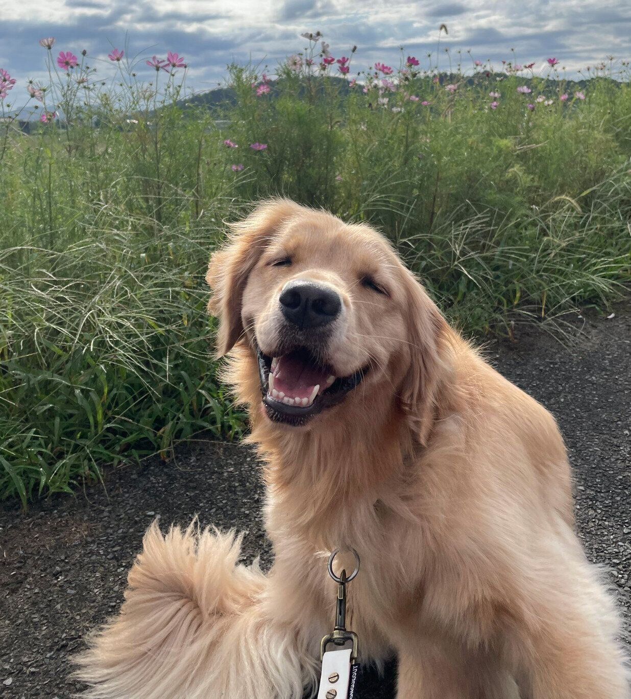 お出かけを楽しむうにちゃん。