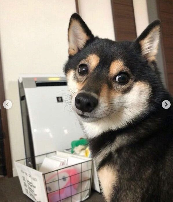 「なでて」とアピールするコメ助くん