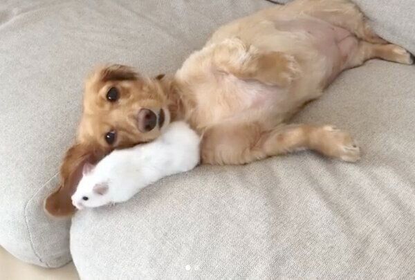 寄り添うシフォンちゃんとシュガちゃん