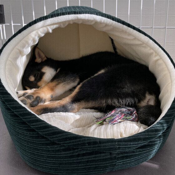 ベッドで爆睡する柴の力くん