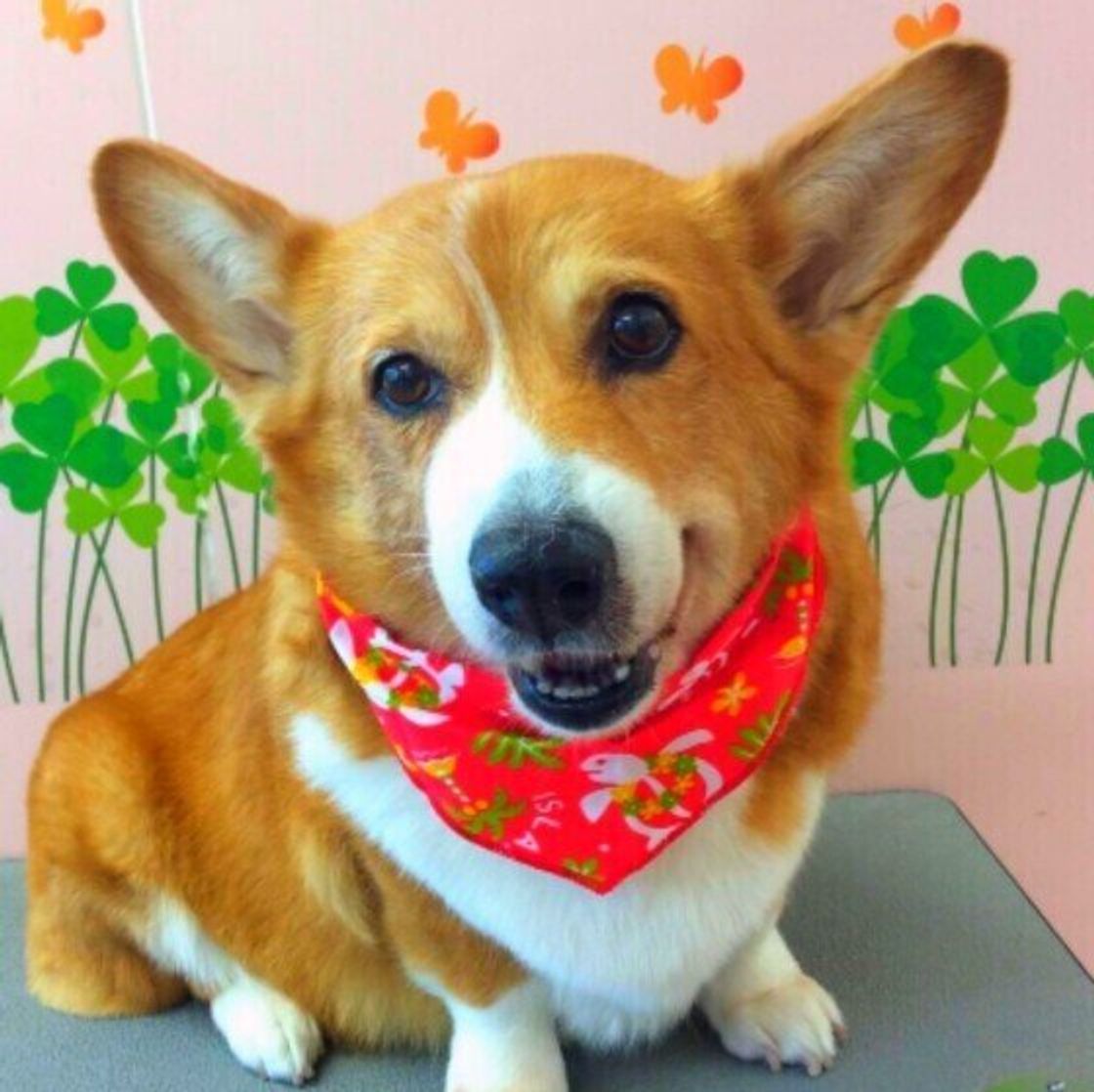 ダックスやコーギー以外も 短い足が特徴の犬種5選 いぬのきもちweb Magazine ダックスやコーギー以外も 短い足が特徴の犬種5選 いぬのきもちweb Magazine