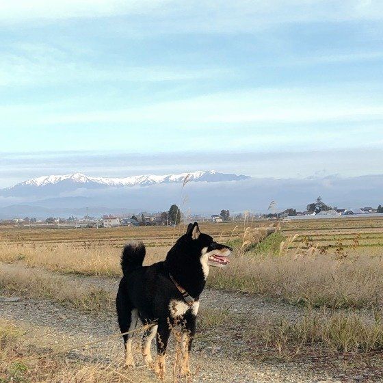 柴犬のココアくん