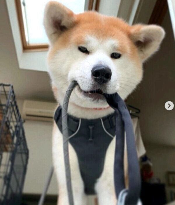 リードを持ってくるジロウちゃん