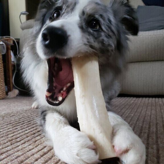 ボーダー・コリーのノアちゃん