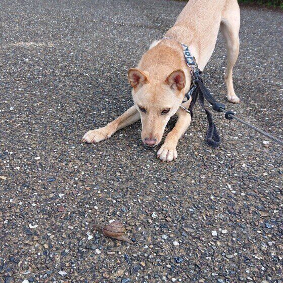 Mixのピースちゃん