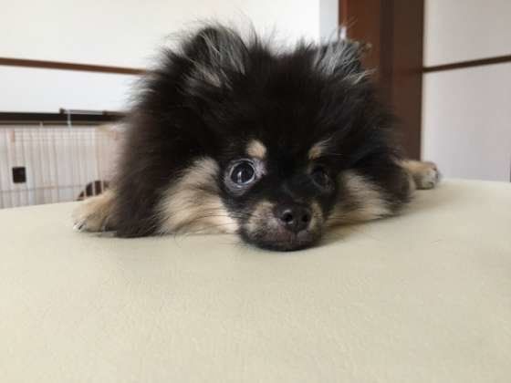 上目遣いをするポメラニアン