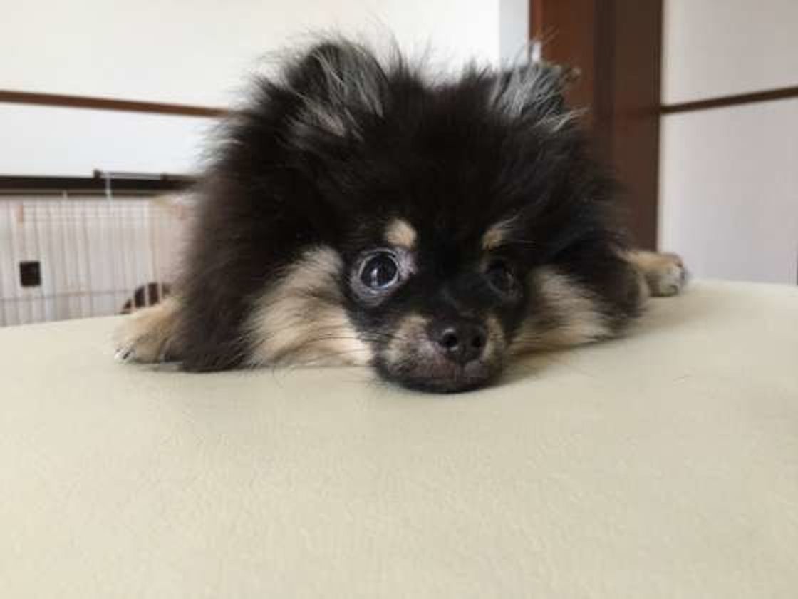 かわいい上目遣いで飼い主さんをジッ このときの犬の心理とは いぬのきもちweb Magazine かわいい上目遣いで飼い主さんをジッ このときの犬の心理とは いぬのきもちweb Magazine