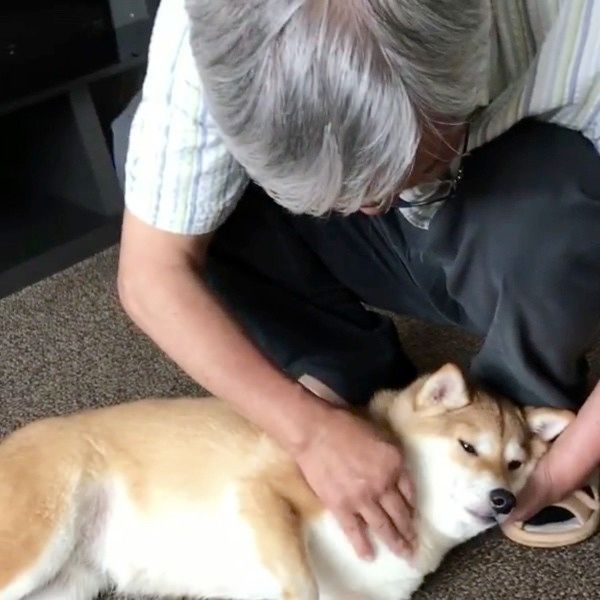横になる柴犬