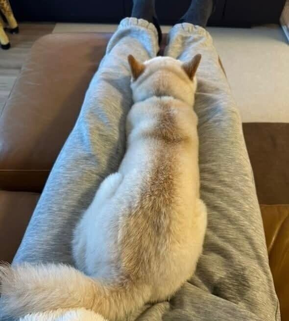 飼い主さんの足の間にジャストフィットするボスくん