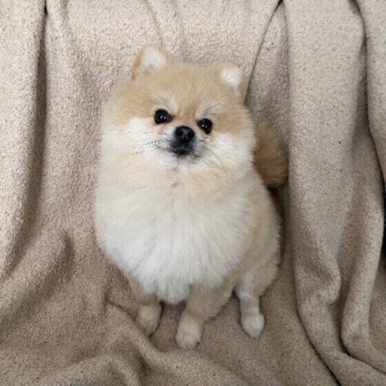 室内で犬のニオイがつきやすい場所は寝床 いぬのきもち