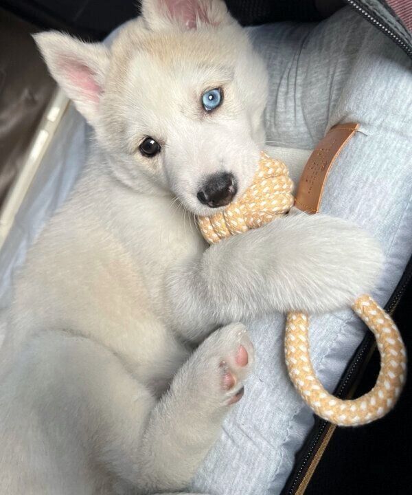 おもちゃで遊ぶアシㇼちゃん