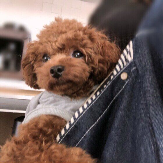 トイ・プードルのルーキーくん